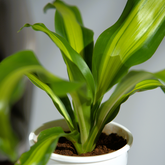 Dracaena Darasingh